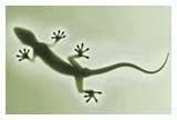 Bild:Gecko.t.jpg